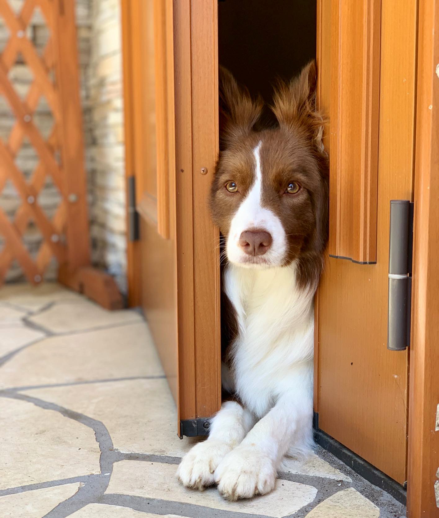 モカッシュ Kazuko A Twitter 我が家の可愛い茶色ちゃん ボーダーコリー大好き ボーダーコリー Bordercollie 愛犬 チョコボー 邊境牧羊犬 犬バカ部 ワンコなしでは生きて行けません会 かわいい Doglife Bordercollielife ボーダーコリー多頭飼い