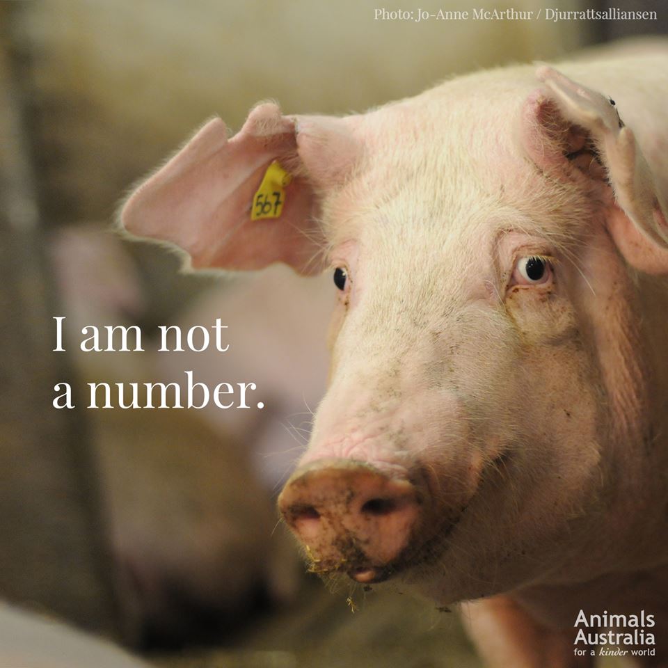 AnimalsAus's tweet photo. I crave affection.
I feel joy, sadness, fear, excitement, boredom.
I want to be loved.

I am not 'number 567'. I am me.
I am someone.

#SomeoneNotSomething https://t.co/ErWNhPRMat