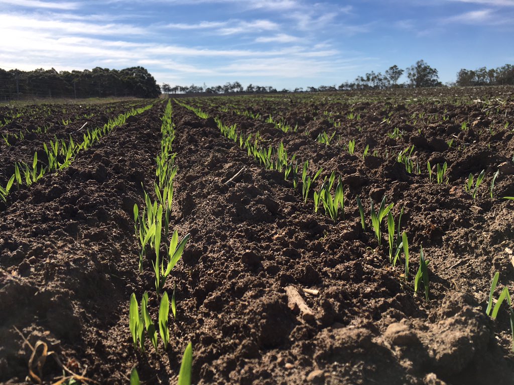 Must’ve planted the barley the right way up 🌾