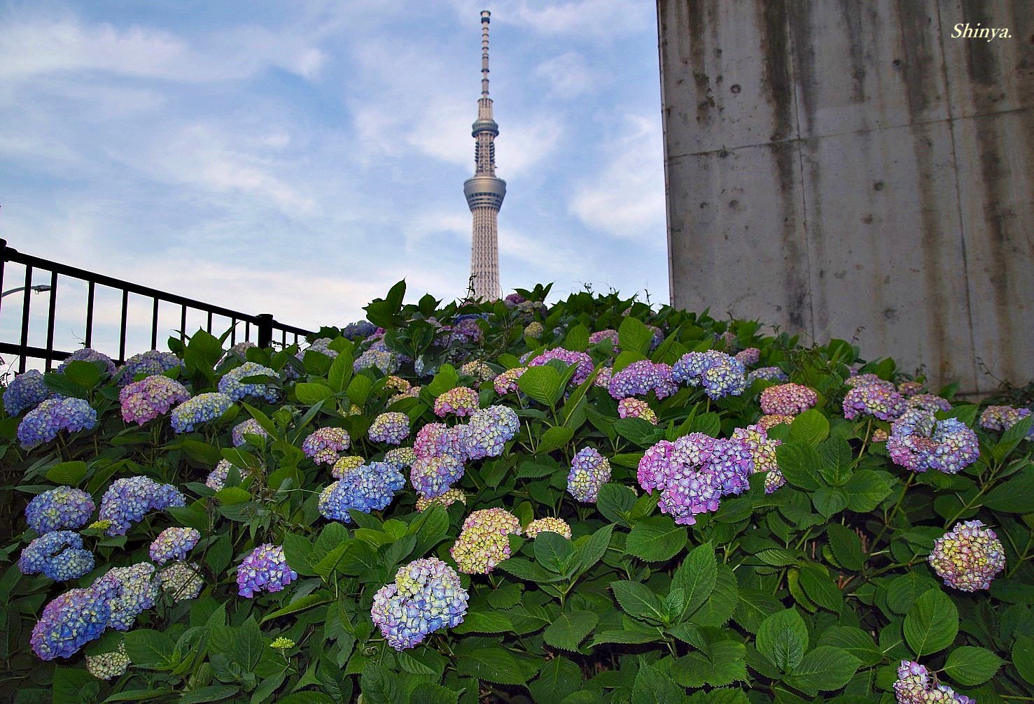 Shinya 浅草 空 夕暮れ 浅草 東武鉄橋 隅田公園 紫陽花 Flower 紫陽花ロード Hydrangea Tokyo Skytree Asakusa 東京スカイツリー ライトアップ アメリカ国旗 紫陽花 アジサイ あじさい 隅田公園 スカイツリー アメリカ国旗 東京スカイツリー 花