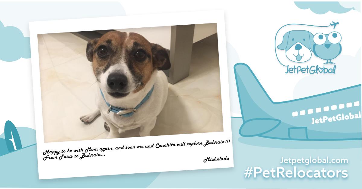 JetPetGlobal1's tweet photo. Happy to be with Mom again, and soon me and #Conchita🐱 will explore #Bahrain🇧🇭. Thanks to Mrs. Inge of #jetpetglobal for assisting us and #pettransport us from #bahrainairport🛬 to our place of destination #fromParistoBharain #petshippingservices #bestpetrelocationinbaharain https://t.co/yJPVIsqmbA