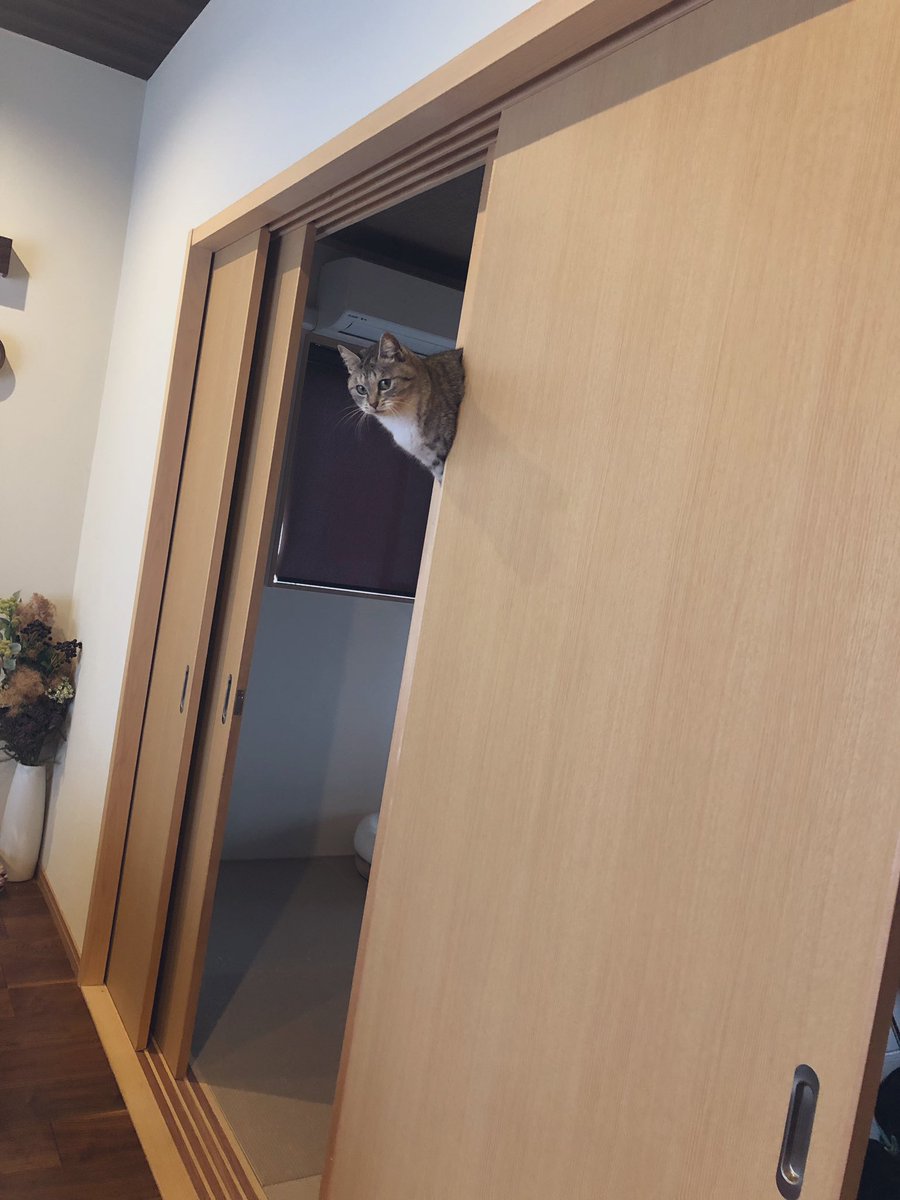 ココニャ 猫写真集 発売中 あんな隙間に猫が入る訳ない 合成だろ とコメントいただいたので この世界では現実に猫が浮いたり挟まったりすることが起こりうるということをご確認いただければ幸いです