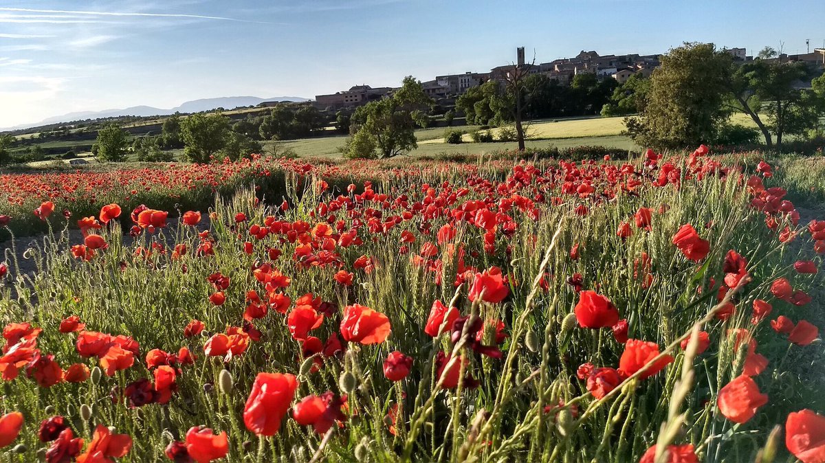 AJTorrefeta's tweet photo. Amunt, avall, a dreta i esquerra: la primavera ens senta fantΓ sticament bΓ© ππ₯° #Torrefeta
πΈTwitterππΌ@lfarre2
#bondia
πππππππππ
#TiF #TorrefetaiFlorejacs #RaconetsdeTiF #TiFMola #mosestimemTiF #petitsplaersdeTiF #commagradaTiF #LaSegarra https://t.co/vGzK93ih0s