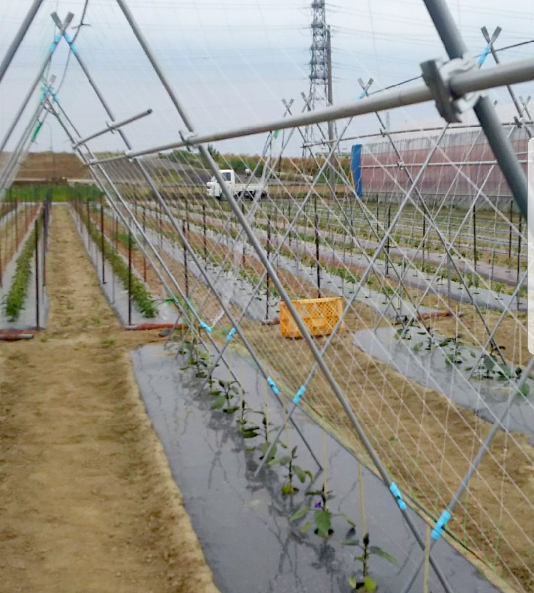 キュウリネット