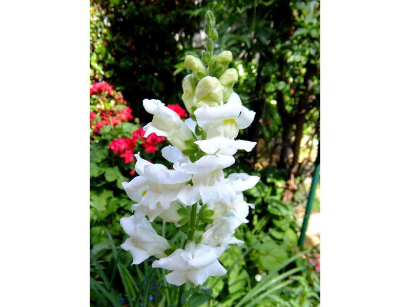 PerfectPlants1's tweet photo. Snap up our last batch of snapdragons at a one-off special price🌞 - https://t.co/FqgIh1HyOJ https://t.co/IIVjaWYYxf
