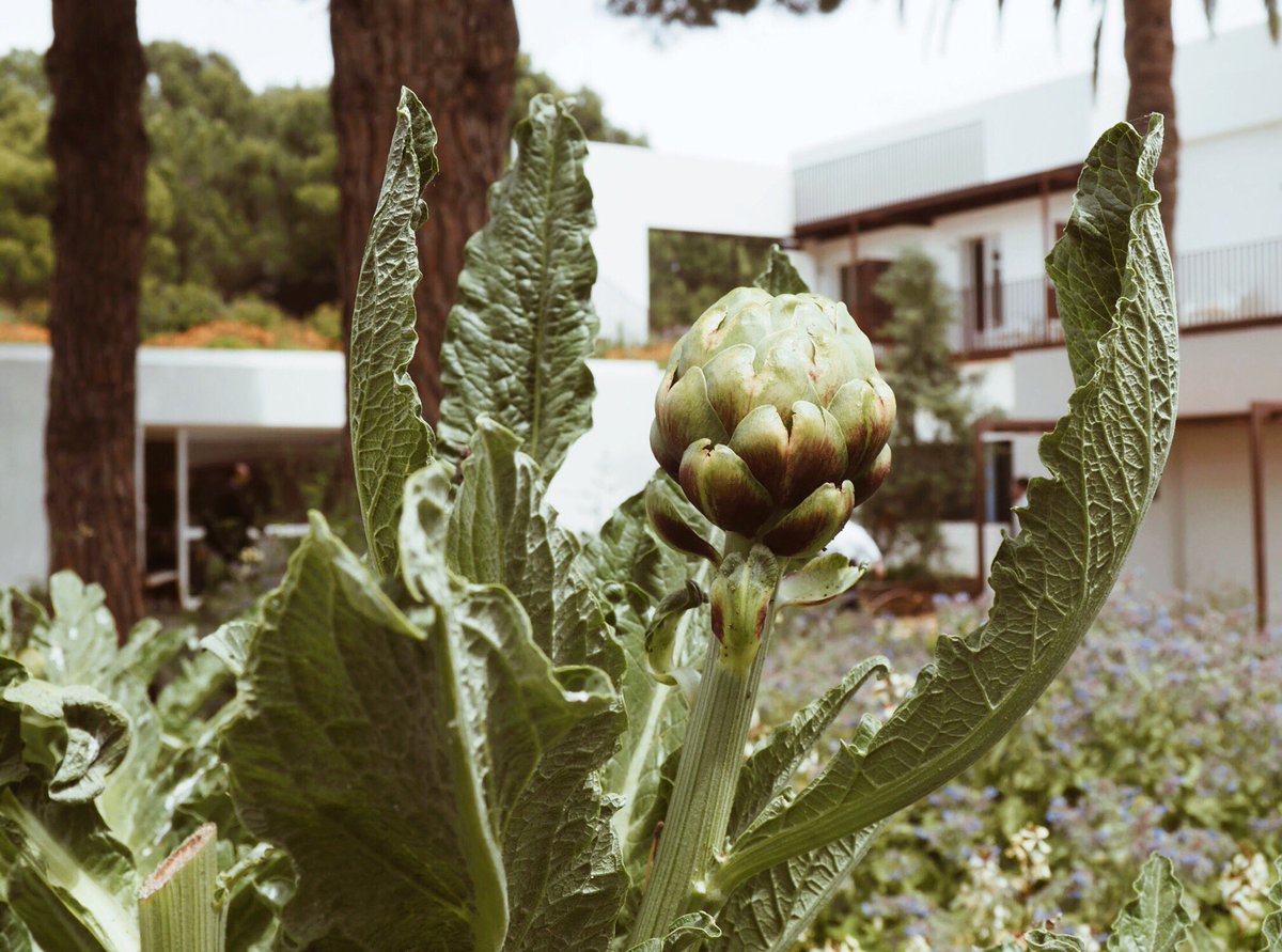 hostalempuries's tweet photo. El nostre hort, com a fonament de la nostra cuina. A l'Hostal Empúries apostem per la qualitat i els productes ecològics, en gran part de producció pròpia o de productes locals amb segell de cultiu ecològic.

Gaudeix del que ens regala la terra, com aquestes precioses carxofes. https://t.co/sIFFr6E9Zh