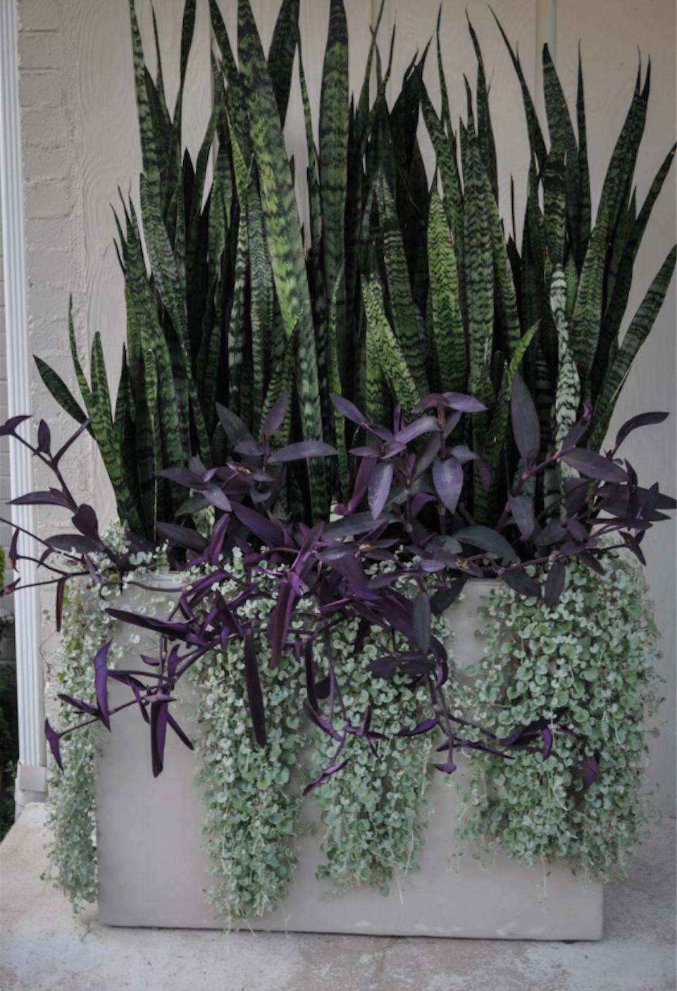 Image of Snake Plant and Wandering Jew