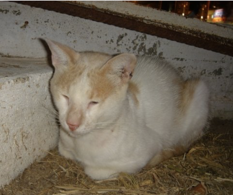 There were stray cats EVERYWHERE and they were pretty friendly so OF COURSE I hung out with them so much. This one was my favourite and we all called him The Gary Barlow Cat.