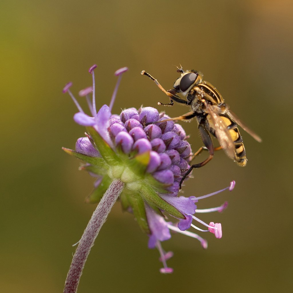 VO-next is blij met de samenwerking met 10VO. Volgend jaar zit al het leermateriaal van 10voorBiologie van leerjaar 1 en een deel van leerjaar 2 in het leerplatform van VO-next. Bent u benieuwd naar hoe dit eruit ziet? Meer informatie en voorbeeldthema: vo-next.nl/home/vo-next-n…