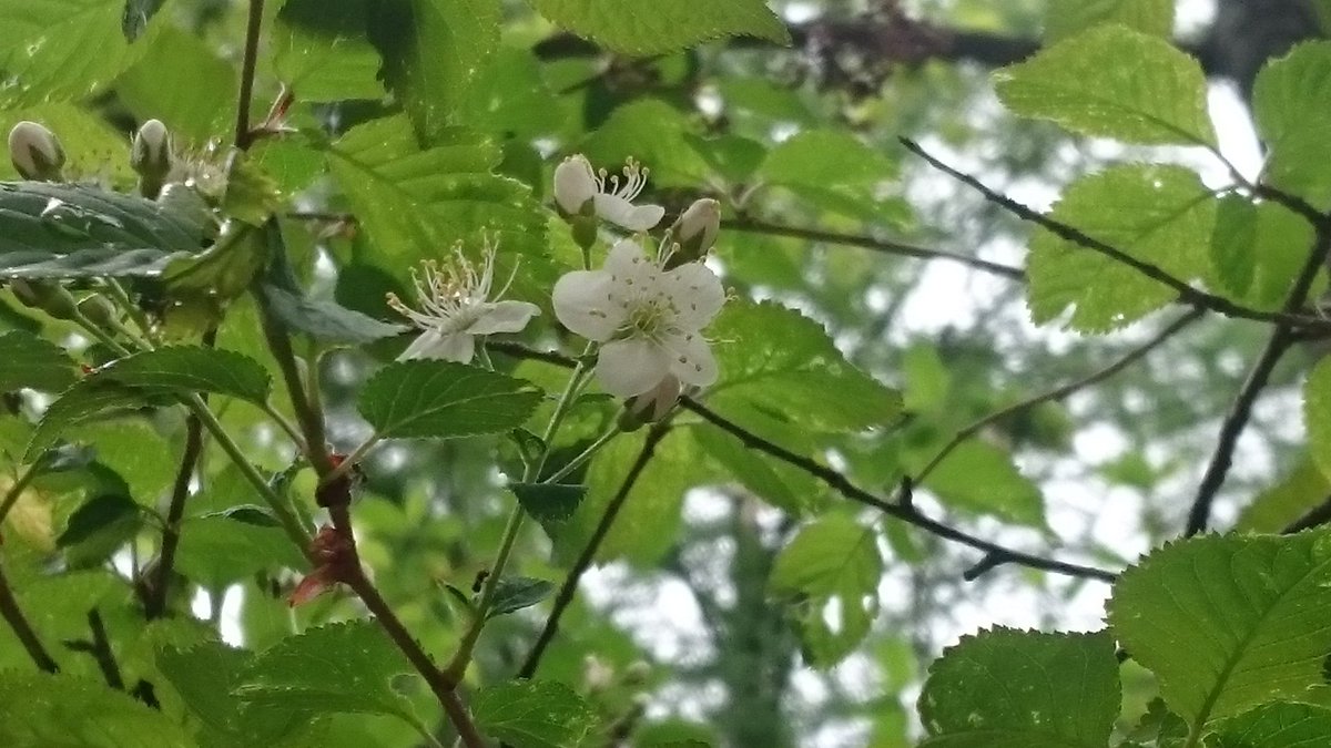 奥多摩の山道に打ち捨てられた廃トラックがあまりにエモすぎてグッとくる人々 ジブリに出てきそう Togetter