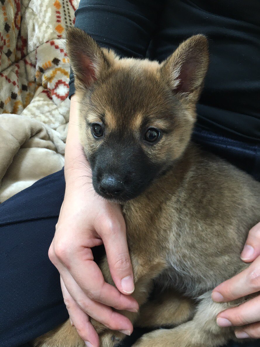 雑種犬いの 人間むと בטוויטר 生後6ヶ月までの成長過程 好きな食べ物は米 大好物は肉です 雑種犬いの 人間むと בטוויטר 生後6ヶ月までの成長過程 好きな食べ物は米 大好物は肉です