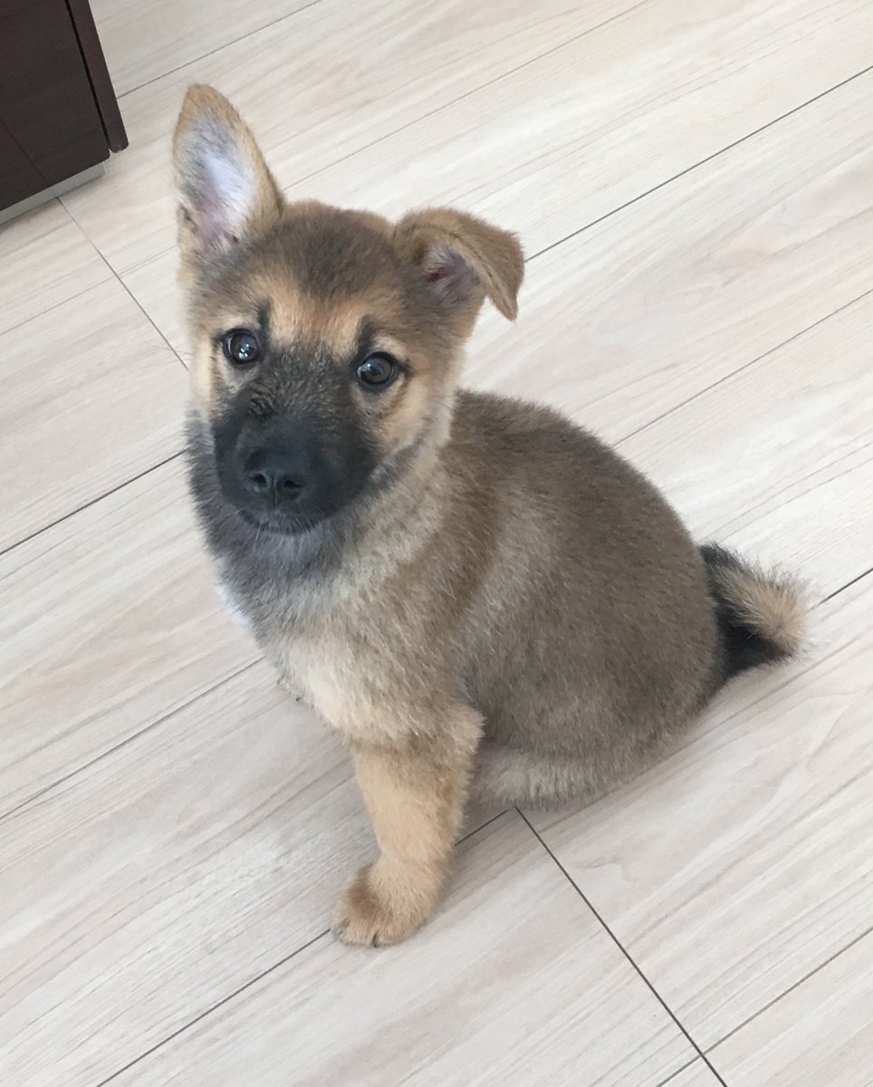 雑種犬いの 人間むと 生後6ヶ月までの成長過程 好きな食べ物は米 大好物は肉です 雑種犬いの 人間むと 生後6ヶ月までの成長過程 好きな食べ物は米 大好物は肉です
