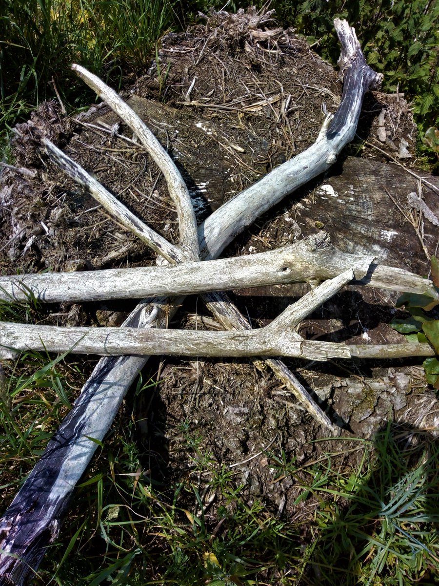 pedecock's tweet photo. Adrift / 2019
#StrangeSigns
#photography #mobilephotography #naturephotography #abstract #minimalism #driftwood #timber #explore #getoutside #500px #pintofotografรญa #ThePhotoHour https://t.co/MTaZ37gvnV