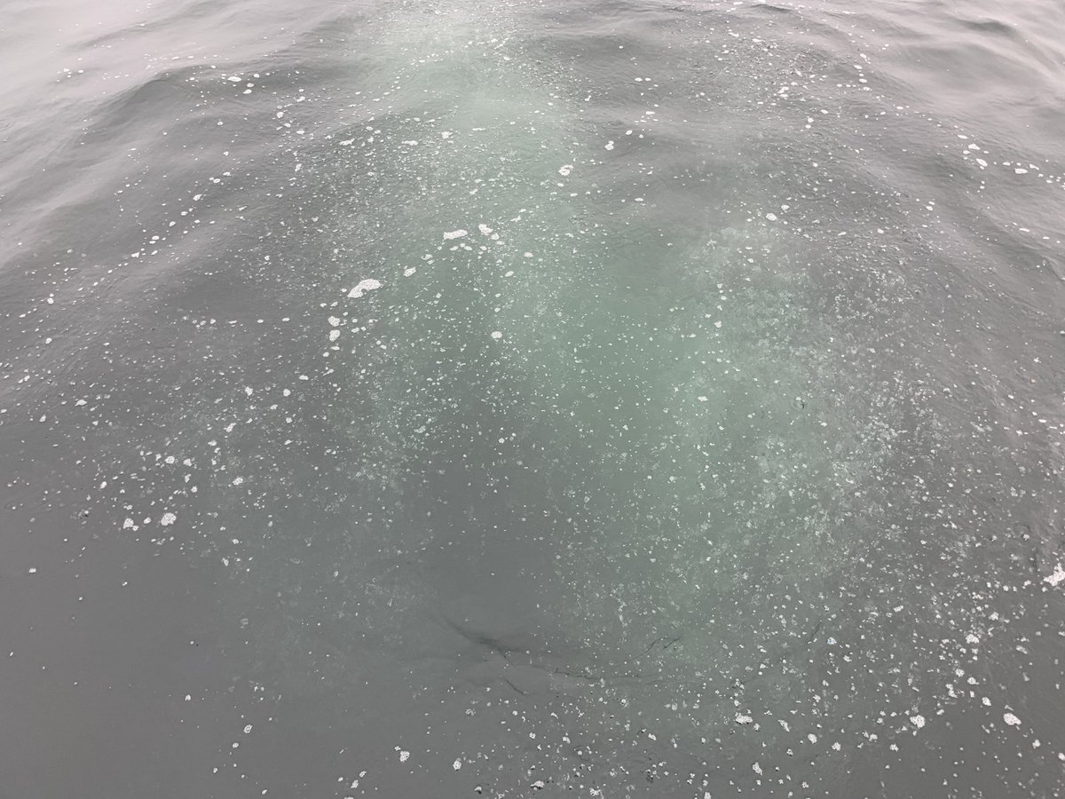 divestay's tweet image. Nice calm clear morning slack on the Glanmire
#underwaterworld #adventure #uwphotography #scubadiver #fish #underwaterphoto #underwaterlife #scubadive #divingtrip 
#diving #scubadiving  #underwater #ocean #underwaterphotography #padi #dive