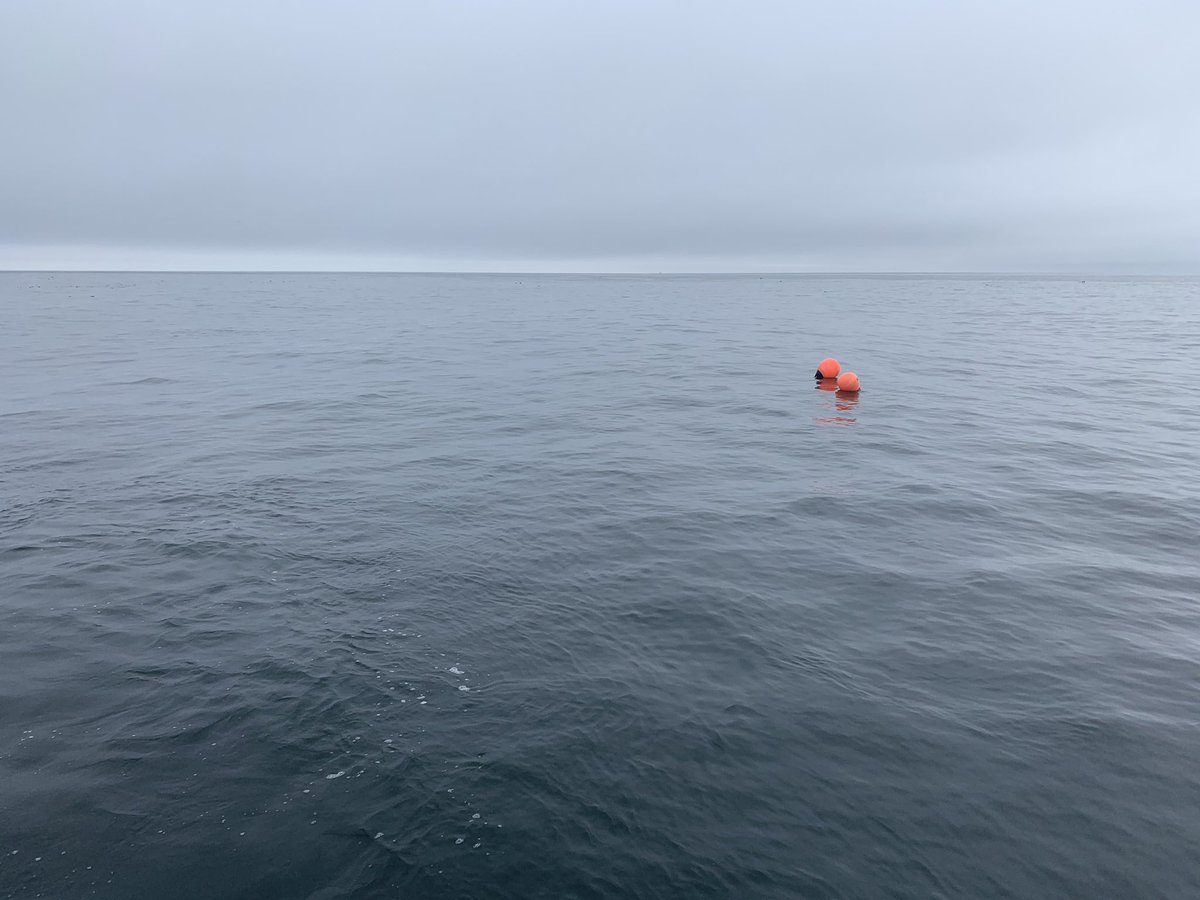 divestay's tweet image. Nice calm clear morning slack on the Glanmire
#underwaterworld #adventure #uwphotography #scubadiver #fish #underwaterphoto #underwaterlife #scubadive #divingtrip 
#diving #scubadiving  #underwater #ocean #underwaterphotography #padi #dive