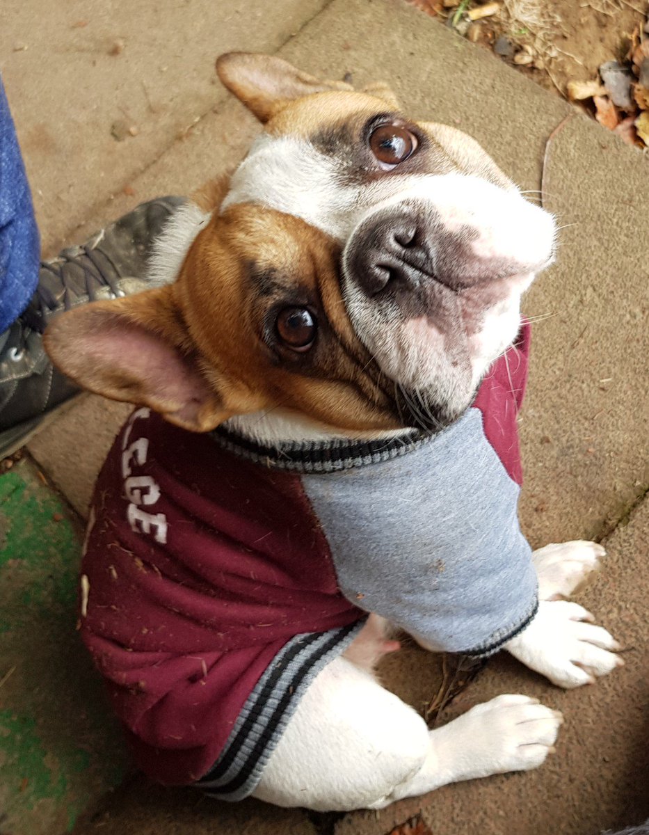 Leute, ich packe das nicht... Dakota, Hund meiner Mutter, aber doch irgendwie auch mein Hund, ist sehr krank...