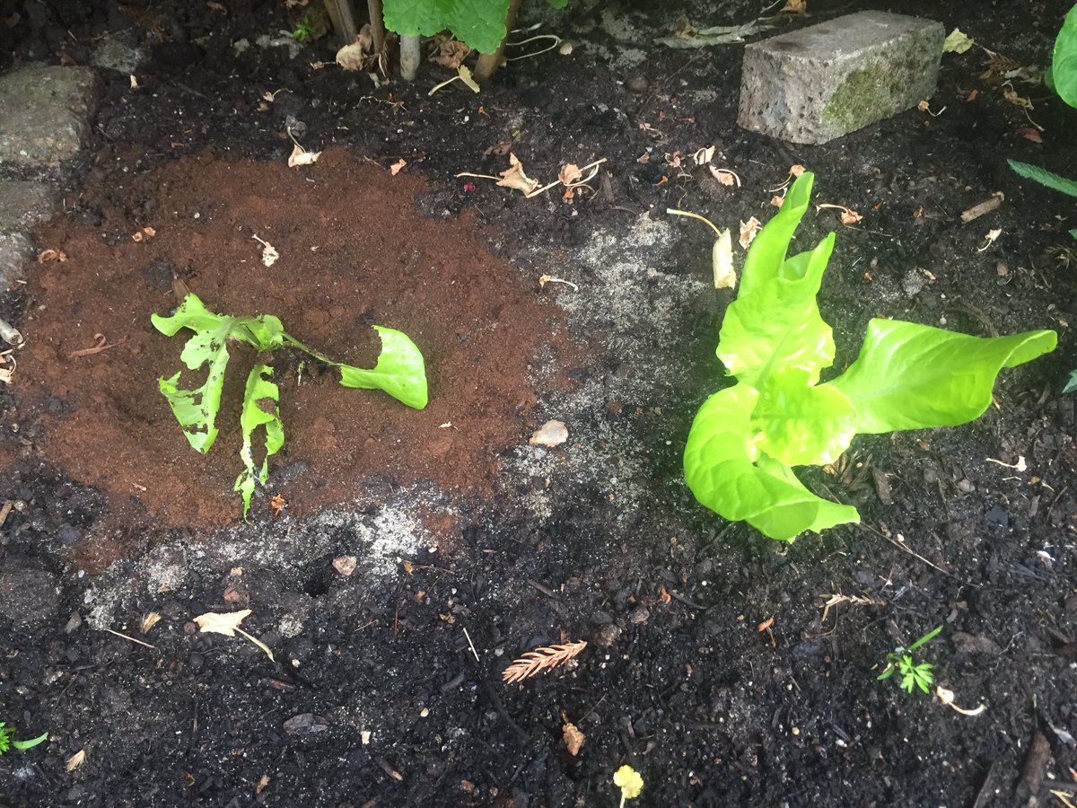 CeesAnton's tweet photo. Echt een supertip: koffiedik om de 🐌🐌 weg te houden bij de slaplantjes😄🙈#natuur @nature #almostdoubleblindrandomizedcontrolledtrial https://t.co/v4oNjE94ch