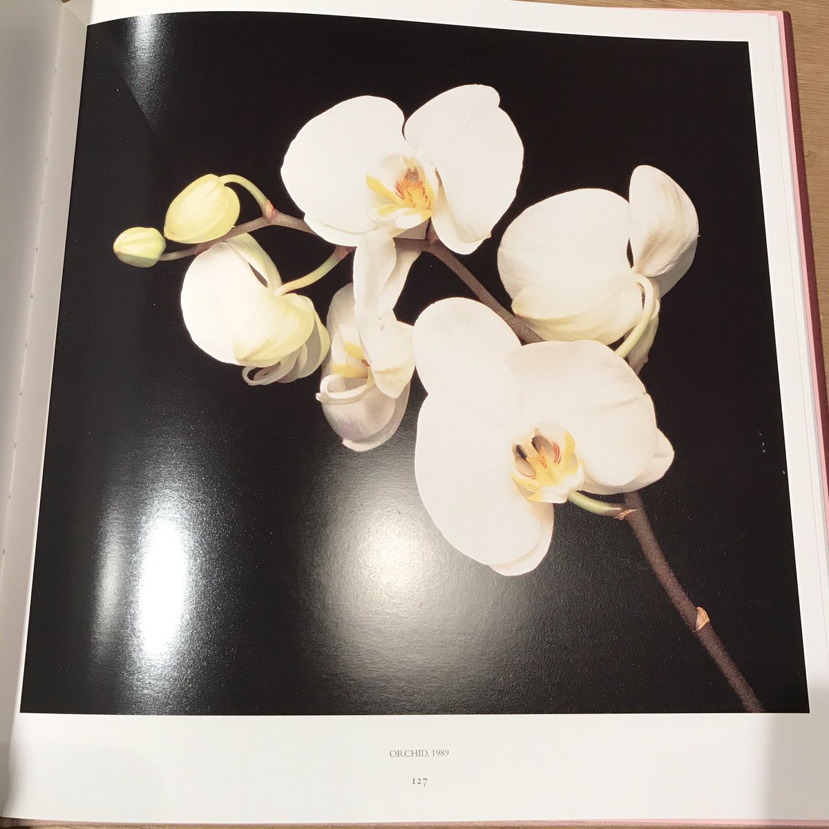 古本屋 一日 現在休業中です على تويتر ロバート メイプルソープ Robert Mapplethorpe Certain People T Co Xvyxhoml29 ロバート メイプルソープ メイプルソープ Robertmapplethorpe Mapplethorpe T Co Fsitcgnw6h