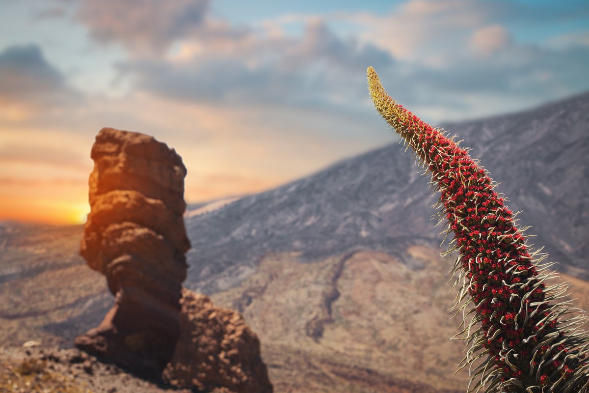 Las islas afortunadas 🏝️ celebran su día, afortunadas sobre todo en lo que a #biodiversidad se refiere 🤩

Las islas Canarias cuentan con el mayor número de endemismos de fauna 🦎 española y sus aguas albergan hasta 28 especies de cetáceos 🐳 1/3 del total mundial.
#DíaDeCanarias