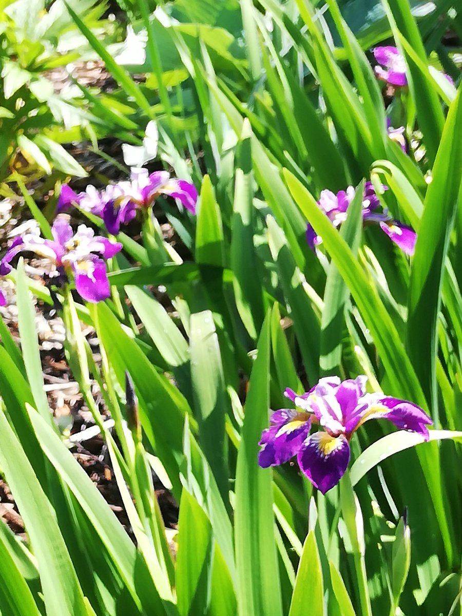 themanicbotanic's tweet photo. Iris pseudacorus Holden's Child Berlin Tiger and alba .... https://t.co/kFvtObgS7p