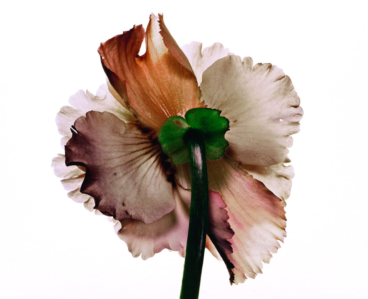 LndnArtStudies's tweet photo. Today is the opening of the Irving Penn: Still Life exhibition at Galerie Thaddaeus Ropac Salzburg. 

We're sure this will be an exhibition highlight of the year!

Tuberous Begonia, New York,1973 Inkjet print, 2007     © The Irving Penn Foundation

#LAS #LASLoves https://t.co/6Xg8iIYCsI