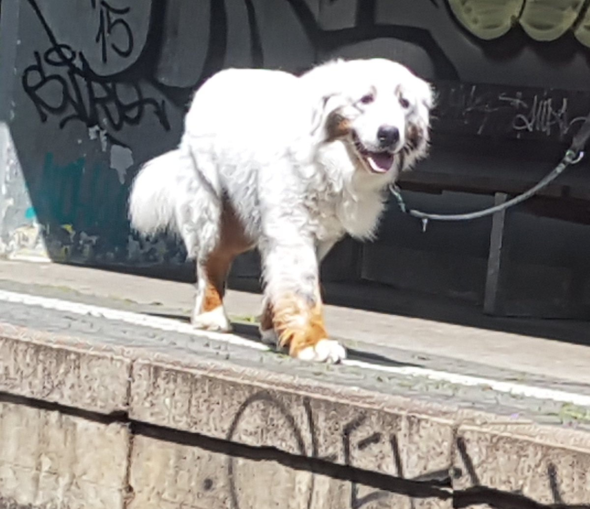 FlyingCookies01's tweet photo. Dieser wunderschöne Doggo war gestern an einem Bahnhof. Much soft, so fluff, great wuff.
10/10 https://t.co/gUWceS6qwb