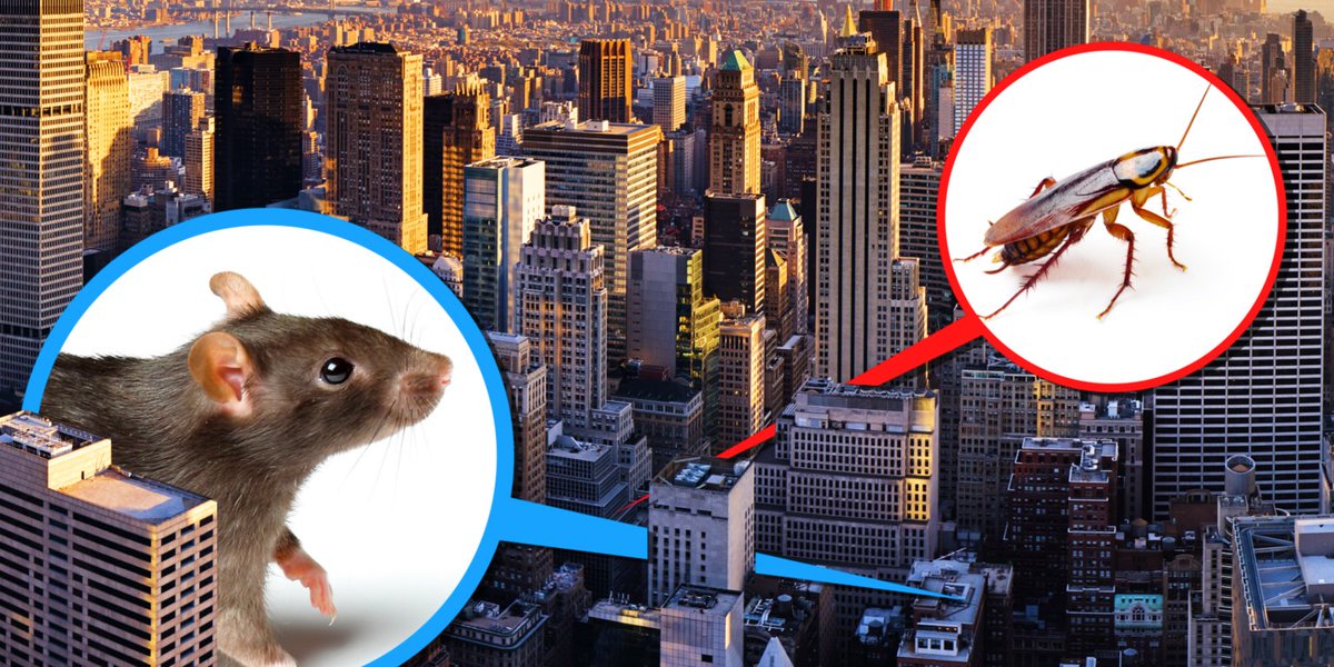 surethingpests's tweet photo. RT @PestSafetyBoard: RT @maxipestcontrol: Your apartment location can affect how cockroaches, rats, and mice get in. A New York City exterminator told us the places he'd never live. - Business Insider https://t.co/bwWZPNljNP https://t.co/VOpXFzLLsK #surecure