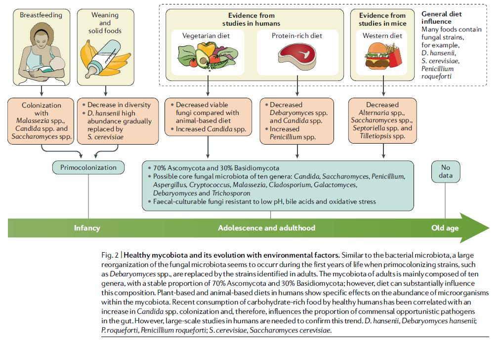 ProfWhelan's tweet image. Just like the gut #microbiome (bacteria), the gut #mycobiome (fungi) are important in health and disease. A major environmental determinant is diet.

Great review of gut mycobiome #mycobiota in gut disease.

Full paper by @h_sokol in @NatRevGastroHep👉🏼nature.com/articles/s4157…