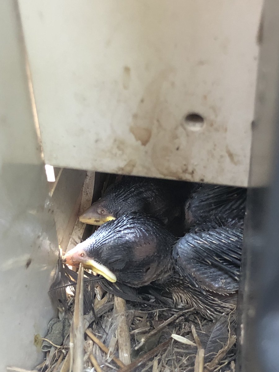 小鳥の巣の電気スタンド