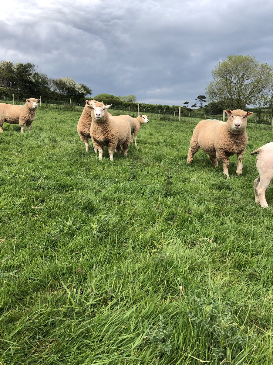 When not in the kitchen, he’s busy on one of the own pub farms. 
#chefatwork #onthefarm #ownfarm #pubfarm #localmeat #locallysourced #awardwinningpub #bestpubindevon2019 #southdevon #devon