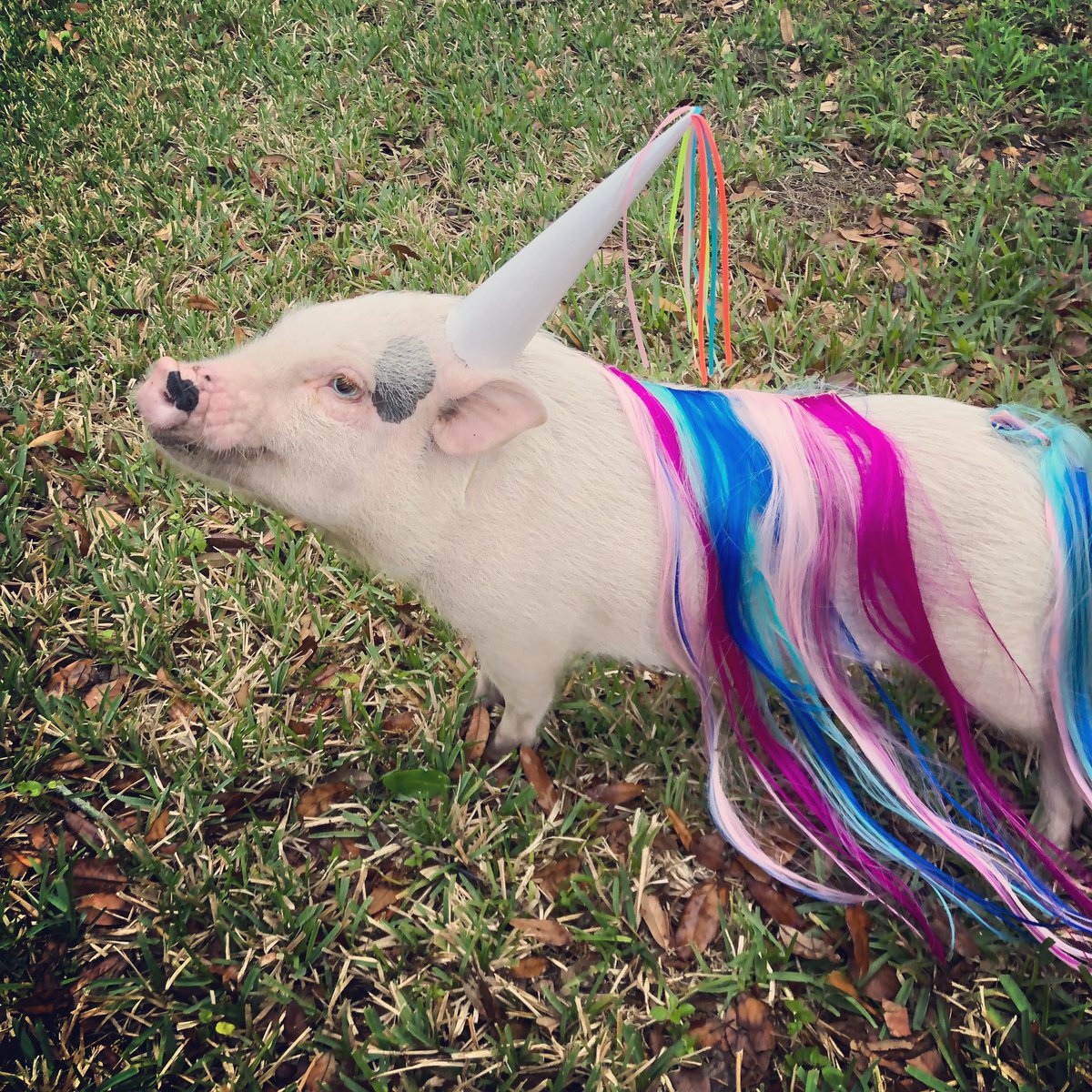 ThunderBoltPigs's tweet image. Being a pig is getting too complicated. Time to be a unicorn 🐷🐷⚡️ #ipoop🌈 #donttouchthehorn #unicorn #tbt