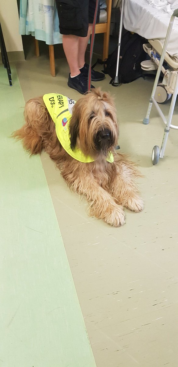 Ruby has been to visit our patients today on the ward  #TeamNUH #dogtherapy <a href="/CleggAndrea/">andrea Clegg</a> <a href="/TeamHpb/">NUH-TeamHPB</a> <a href="/JamesPovey1/">James Povey</a> #rubythedog
