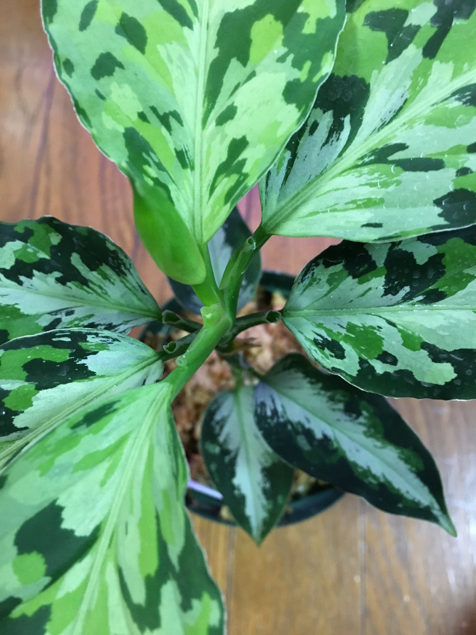 Mr ポポラス Laplace Az213 5c 箱個体 ラプラスもつぼみが出てます しるば らいんと交配させてみたかったなぁ しるば らいんの方は花が終わってしまったので冷凍保存の花粉が使えるといいな Aglaonema アグラオネマ 植物 T Co 4skeoat2ww