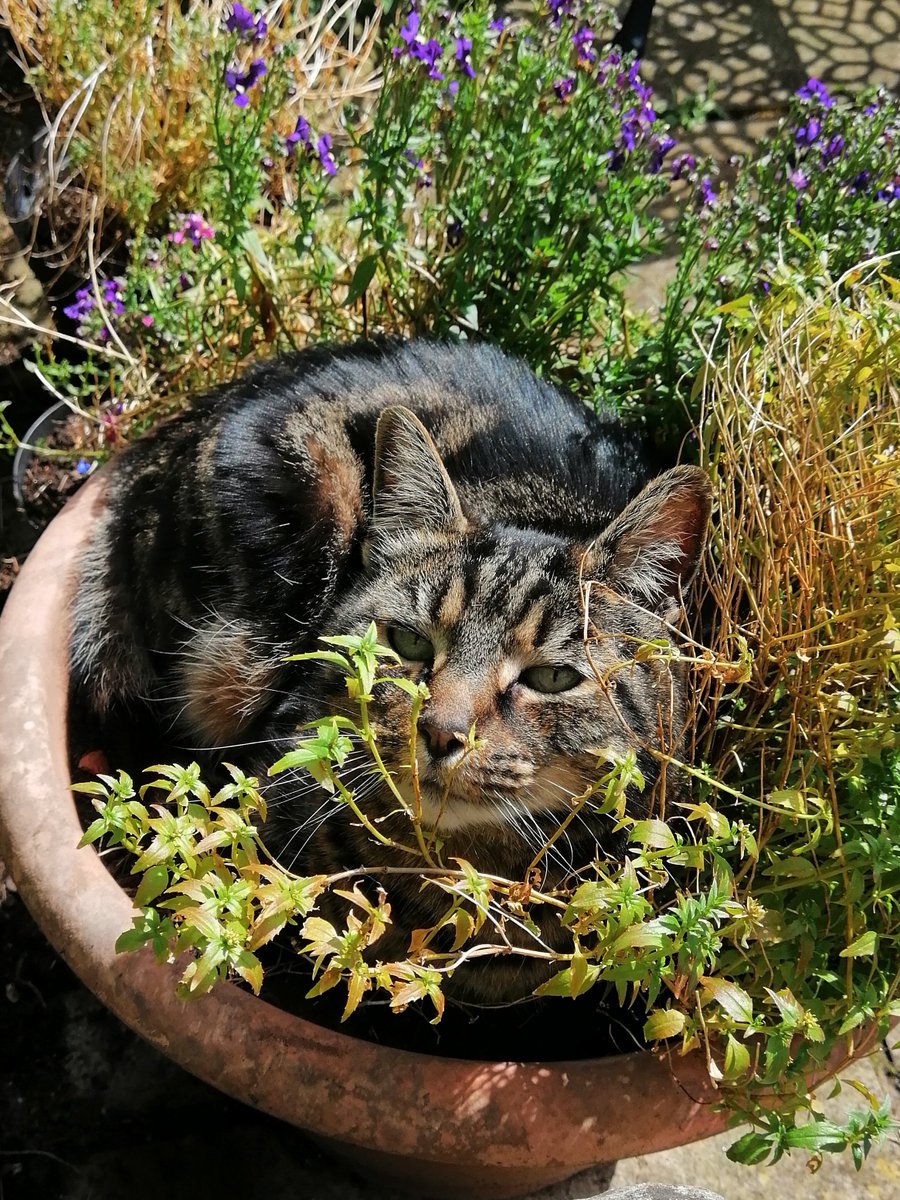 IanBrownTV's tweet photo. New plant squashing tool works a treat. #catnip #cattwit #garden #catouflage https://t.co/b4g04UBX5K