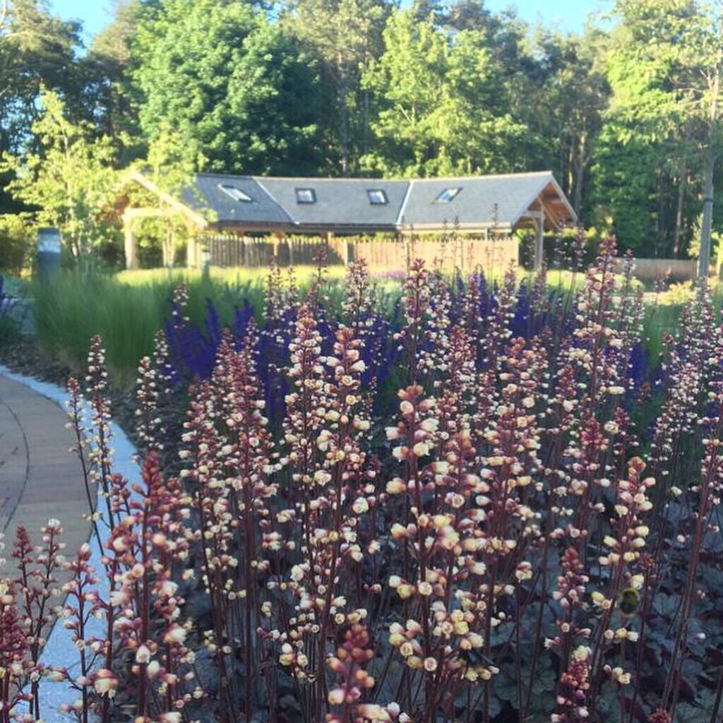 CromerCrem's tweet photo. Naturally we are biased, but what a beautiful place the gardens are this time of year! #Cromer #Norfolk #Cromercrematorium #funerals #cremation #gardens #heuchera #salvia #summer #flowers #oakframedbuilding https://t.co/A26OBclQxq