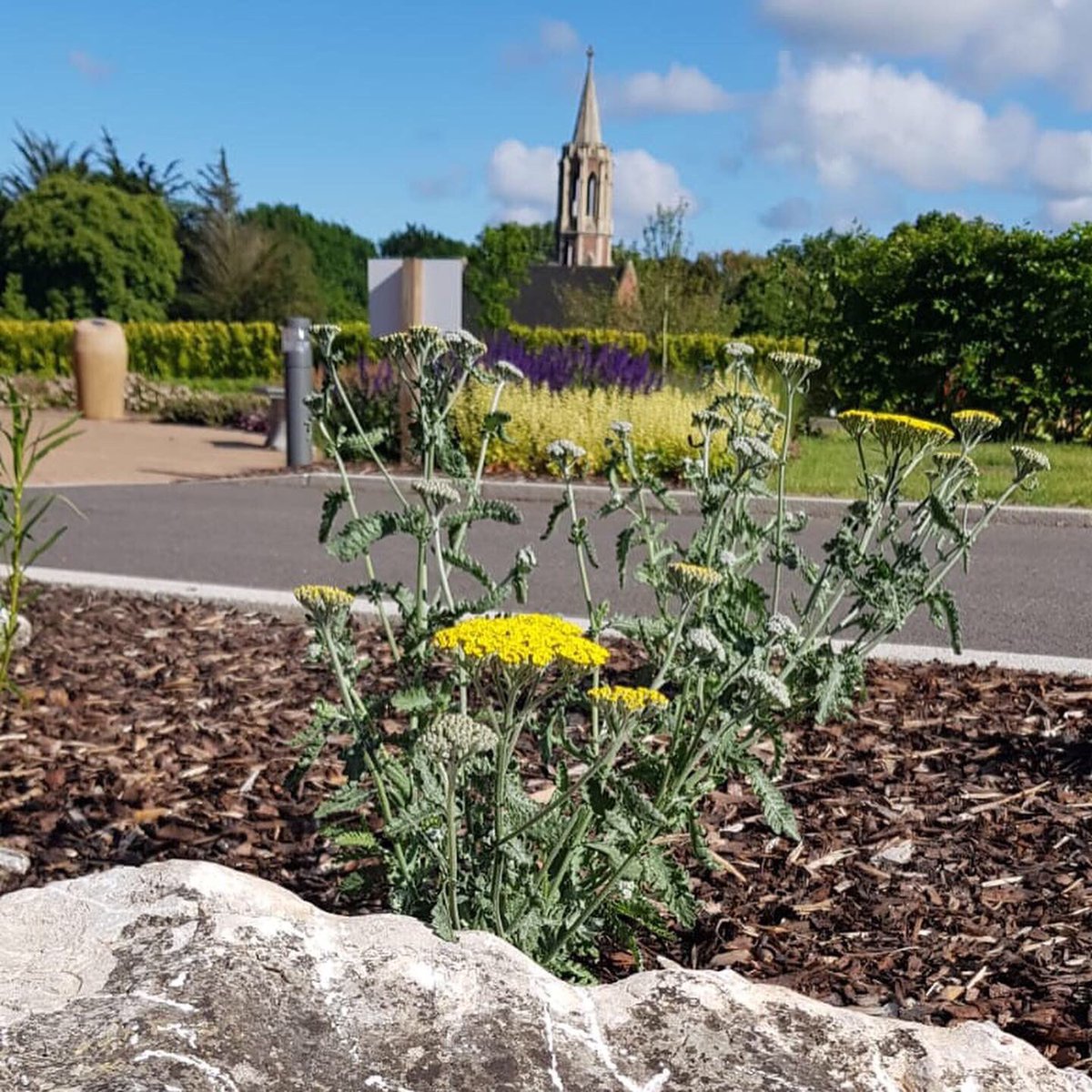 CromerCrem's tweet photo. Naturally we are biased, but what a beautiful place the gardens are this time of year! #Cromer #Norfolk #Cromercrematorium #funerals #cremation #gardens #heuchera #salvia #summer #flowers #oakframedbuilding https://t.co/A26OBclQxq