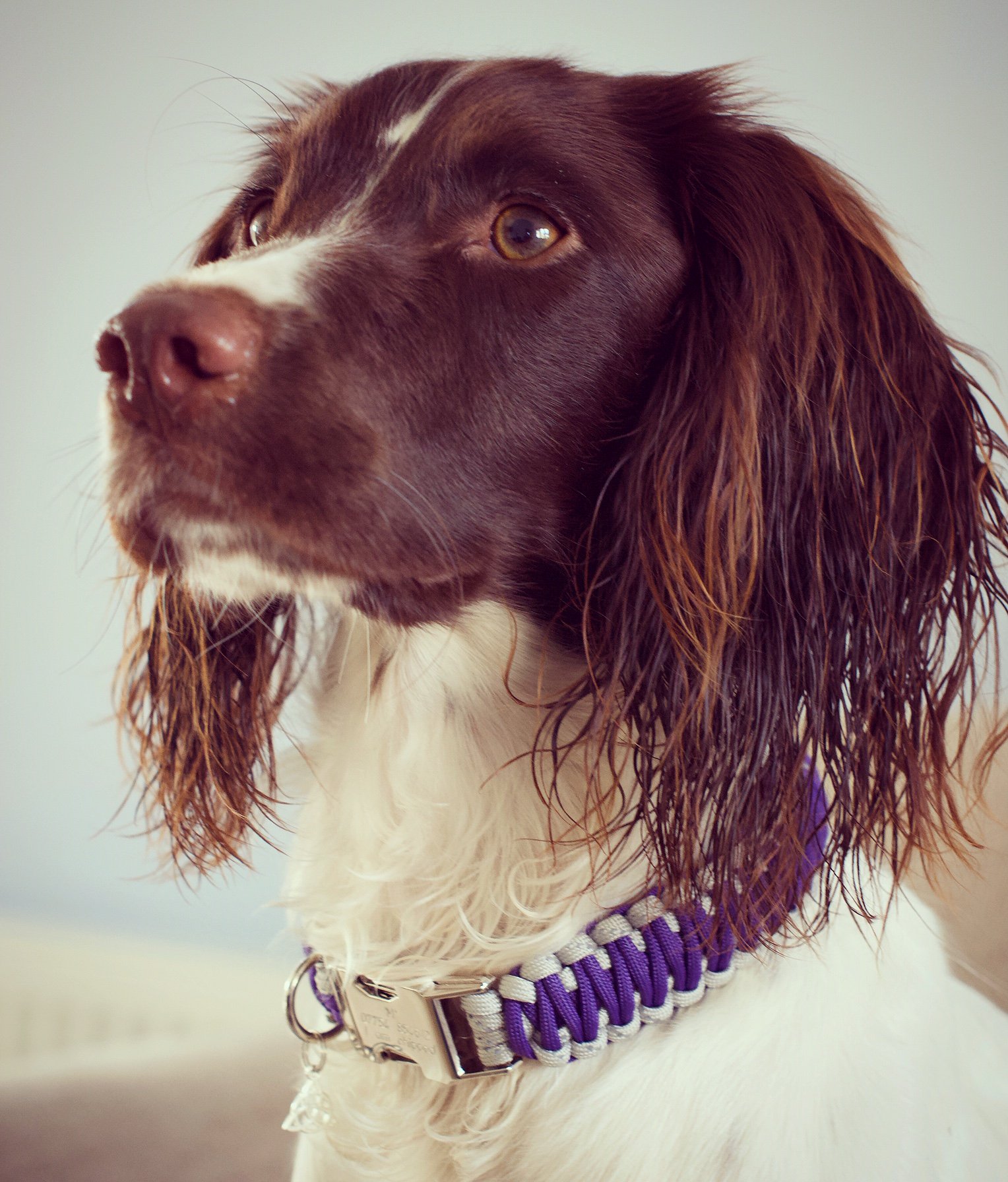 Callisi Dog Collars CallisiParacord X