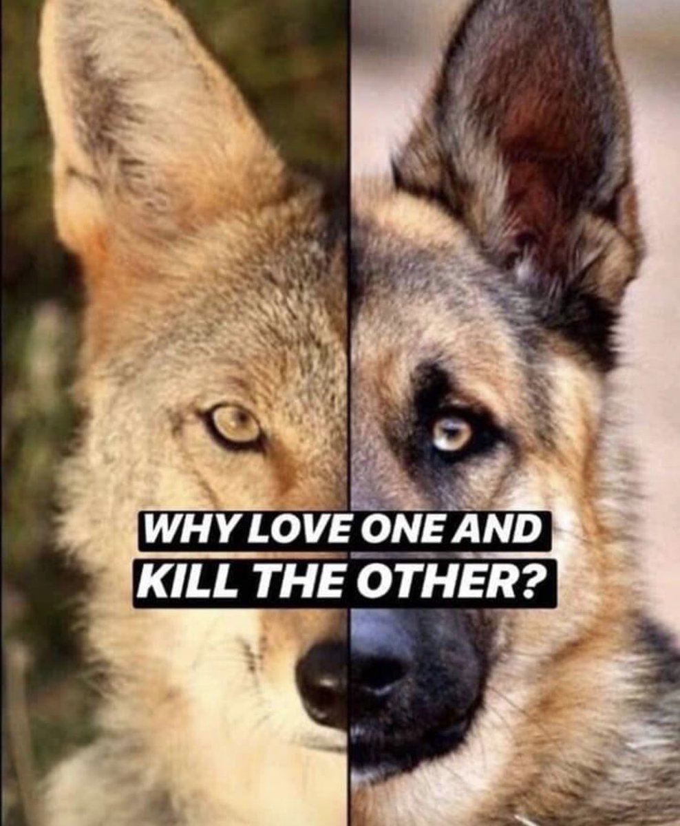 Zurück zur Natur!Herdenschutz ist das Stichwort.Der Wolf muss weiter unter Artenschutz stehen.Die Natur braucht Grossraubtiere daran besteht kein Zweifel