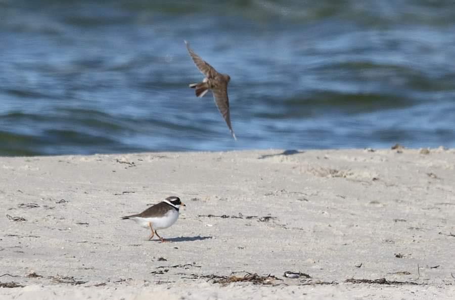BOOM! MEGA! LESSER SHORT-TOED LARK, Calandrella rufescens at Hel, Baltic Coast this morning by Paweł Malczyk and Wojtek Janecki! First record for Poland if accepted!
Fot. Wojtek Janecki
<a href="/TarsigerTeam/">Tarsiger</a>