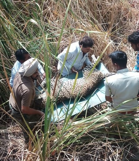 AjayUgrasTOI's tweet image. Great shot of an unpleasant site. A 10 year old  #leopard being rescued in Baghdarra village, Udaipur after it got injured in a territorial fight .#commendable efforts by #forestteam #Rajasthan