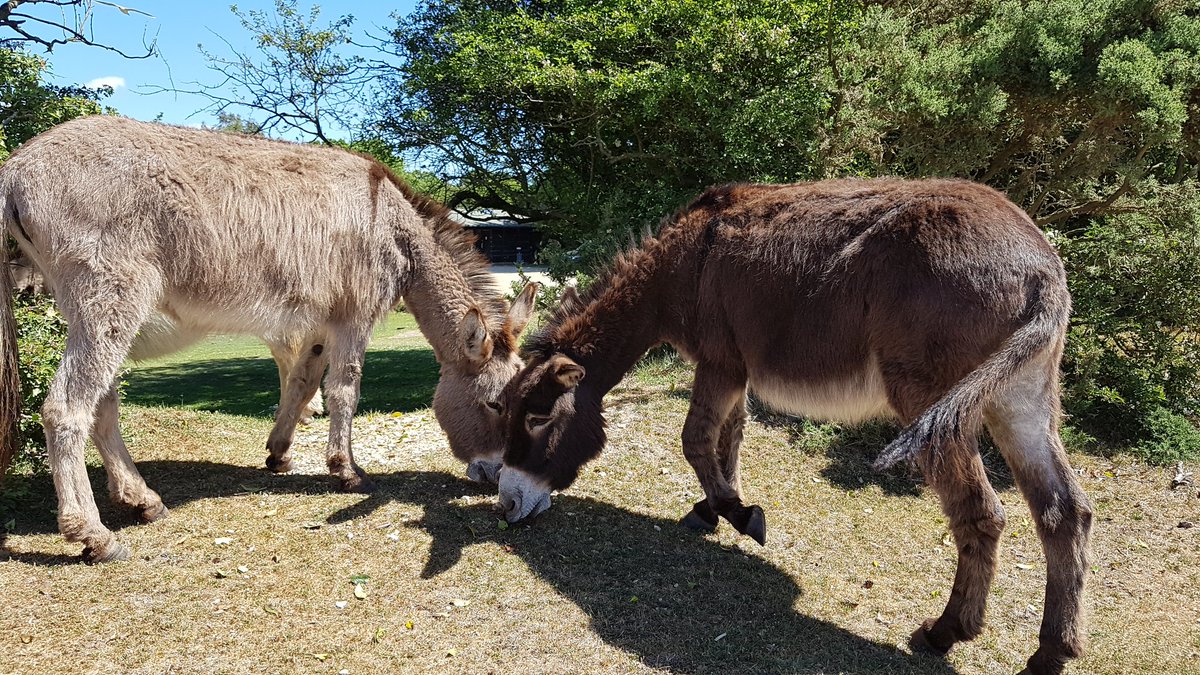 Acorns_BandB's tweet photo. Looking for a little #getaway then the #beautiful #Newforest is perfect, check out our #availability now #ponies #donkeys #scenery #bluesky #lovewhereIlive #comeseeforyourself #onourdoorstep #travel https://t.co/8TJK6B98fv