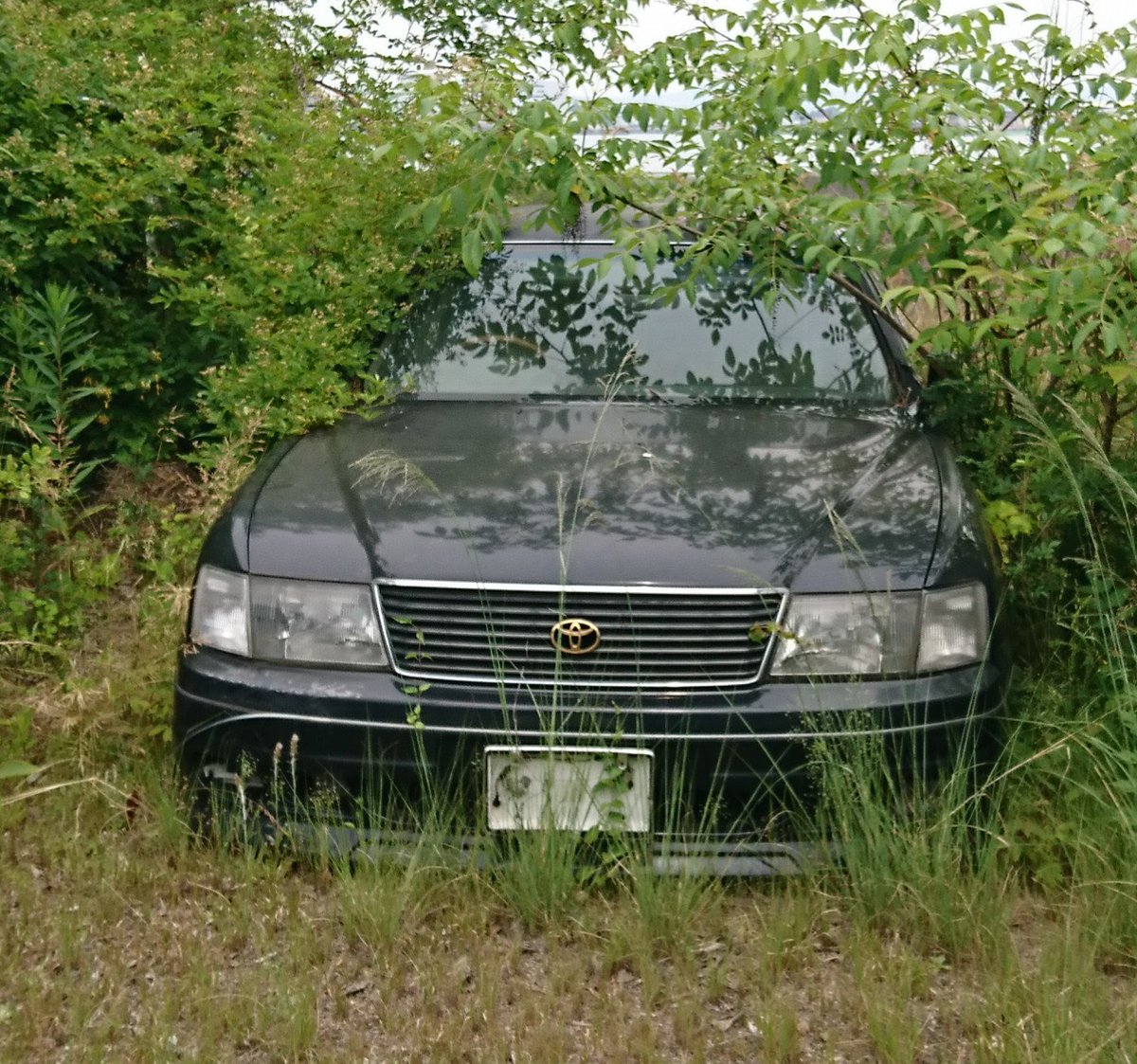 Kp61 初夏のような暑さの茂みの中に 一世風靡 の ハイソカー セルシオ は トヨタ自動車 が 19年 から 06年 にかけて販売した 高級セダン である 草むら 草ヒロ 廃車 セルシオ トヨタセルシオ 高級車 セダン Vipカー