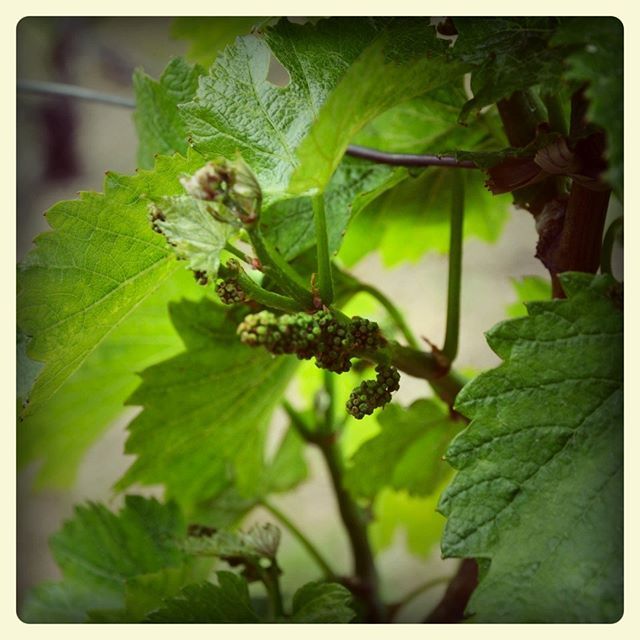 #Champagne Vintage 2019 ! Flower buds are waiting for sunshine and warmth. The cool weather conditions make vine growth slow down. Not a bad thing for the moment... And summer will come for sure ! 
C'est ici que se prépare la récolte 2019. Les boutons fl… bit.ly/2YSYSkH