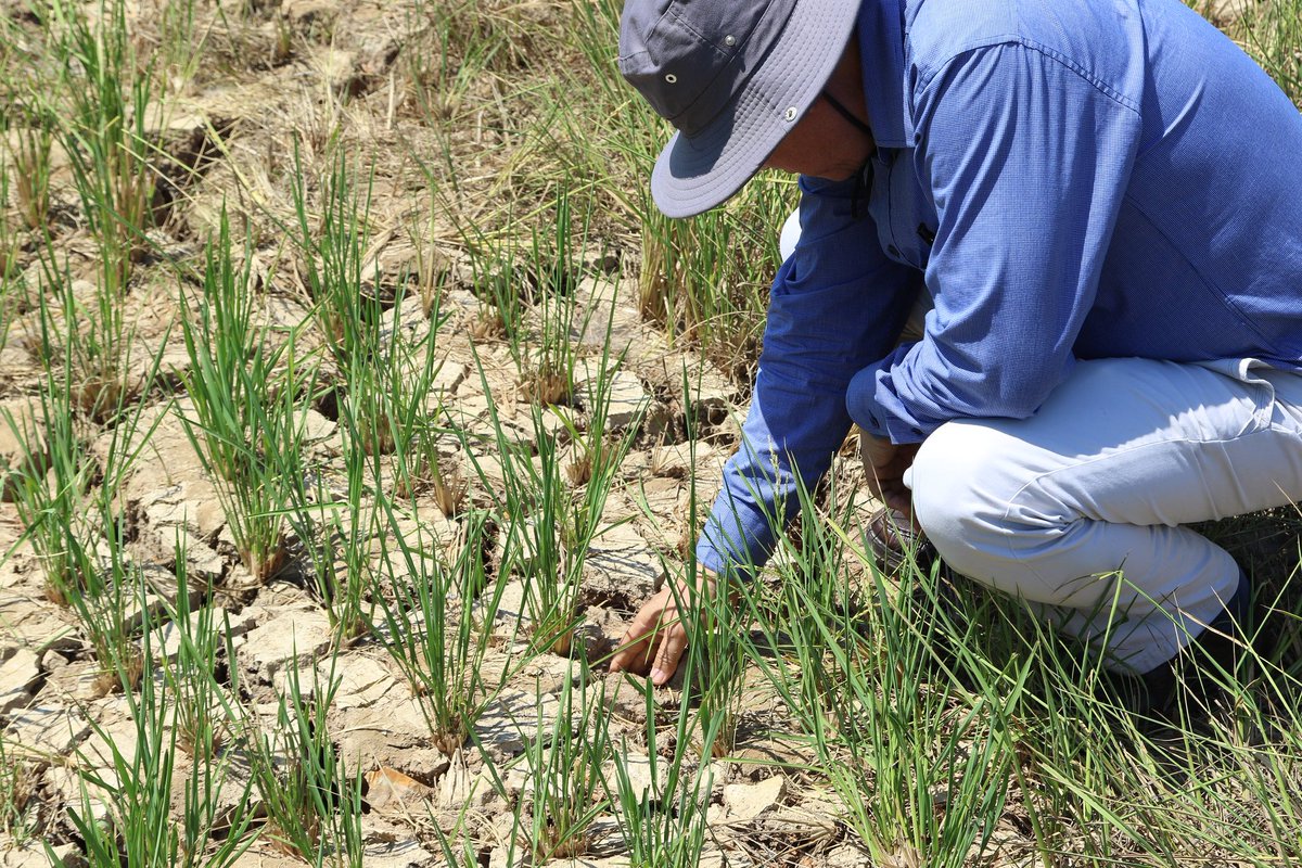CGIARclimate's tweet image. .@CCAFS_SEA w/ several government offices in Vietnam conducted consultation meetings &amp;amp; field visits in Mekong River Delta (MRD) 2 assess #climatechange adaptation &amp;amp; mitigation in the region. Can MRD transform its #agriculture into a climate-smart sector? 👉ow.ly/eYK450usFmZ