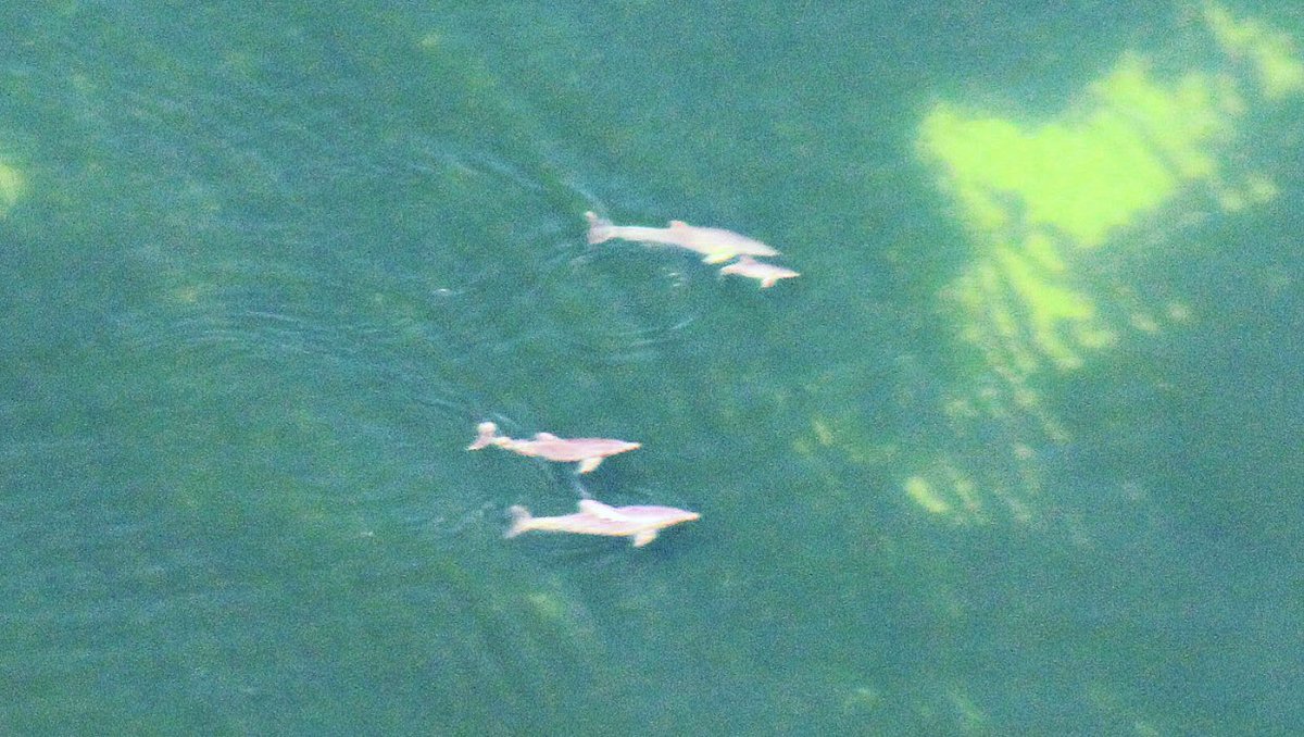 KBilgmann's tweet image. We are excited to announce our new paper just published in Scientific Reports protect-au.mimecast.com/s/Zj3vC2xMRkU8… Abundance estimates and habitat preferences of bottlenose dolphins reveal the importance of two gulfs in South Australia @SciReports @MQBiology @MQSciEng @Flinders @CEBELresearch