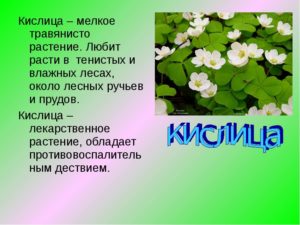 грибы картинки с описанием. любимый земляника. кислица растение лесное. понятие загадка. где любит расти.