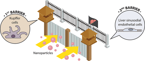 qBionano's tweet photo. Elimination Pathways of Nanoparticles from @Wilhelm_Lab and @TheChanLab in the latest issue of @acsnano https://t.co/pO8c4YJmgi https://t.co/6L1zq6c0JL