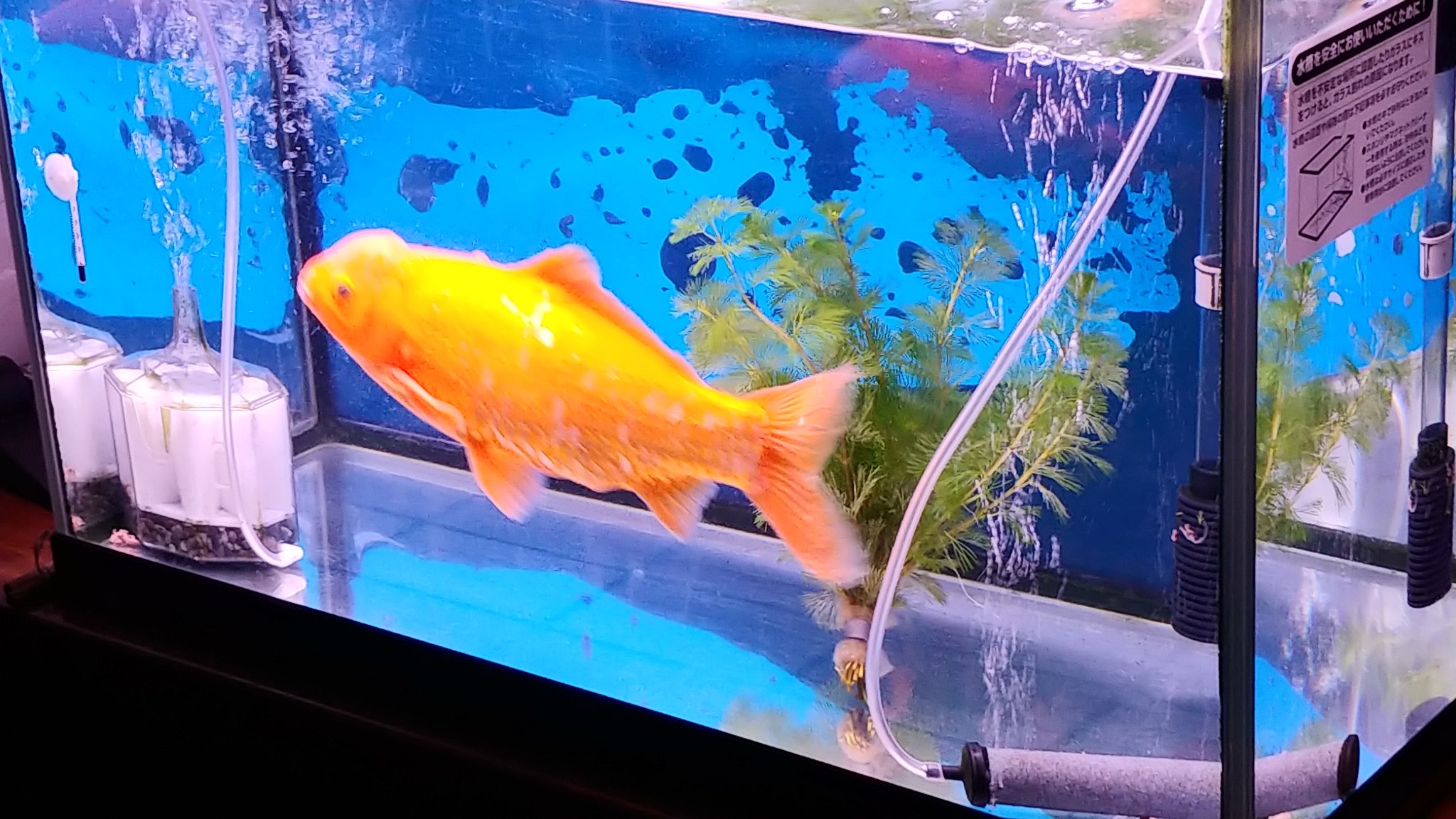 I M K どうでもいい報告をする 家で５年くらい飼ってる金魚 最初は縁日の金魚 すくいサイズが6匹程いたんだけど今では1匹だけになり めっちゃ大きくなってます T Co Hvamxbgz42 Twitter