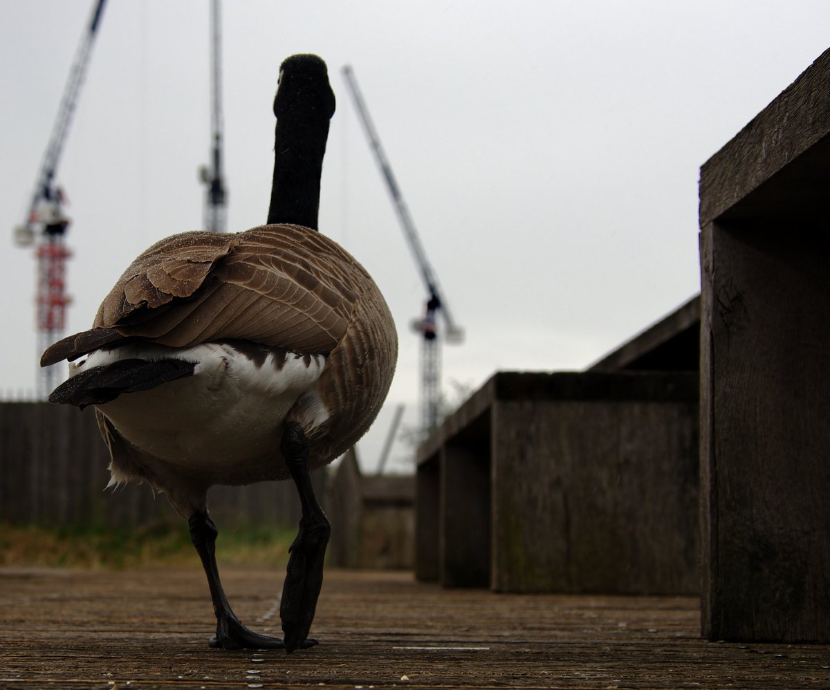 MostlyGeese's tweet photo. #Goose #Cranes #NewIslingtonMarina #RochdaleCanal #Ancoats #Manchester #CanadaGeese #UrbanNature #Wildlife #ManchesterGeese #Development https://t.co/6eow8biAZr