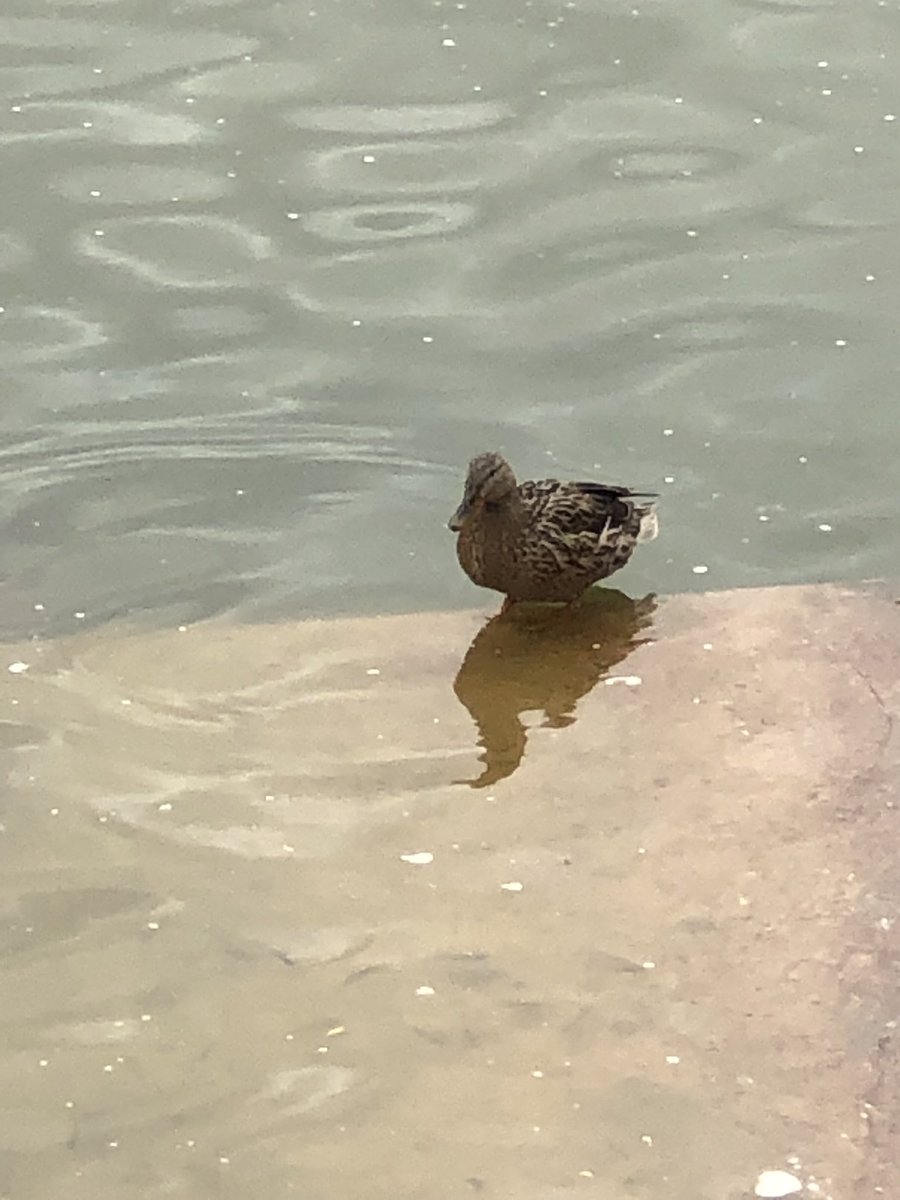FatPigeonJr1's tweet photo. @LHS_MrGilmore you’re walking right past my cousin, isn’t he @FatPigeon12 https://t.co/HaVoSFalOX